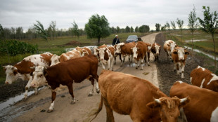 Economic woes sour prospects for China's dairy farmers