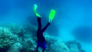 'Mass bleaching event' under way on Australia's Great Barrier Reef