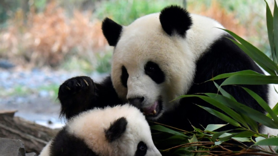 Erneut möglicher Panda-Nachwuchs in Berlin: Muttertier Meng Meng wieder schwanger