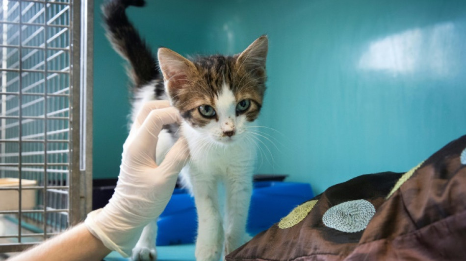 Urteil: Katzenhalterin haftet für Kosten von Tierklinik bei Notfallbehandlung