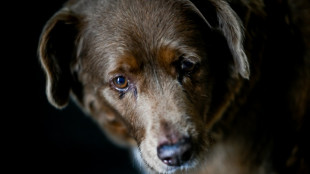 Guinness World Records has doubts about age of world's oldest dog