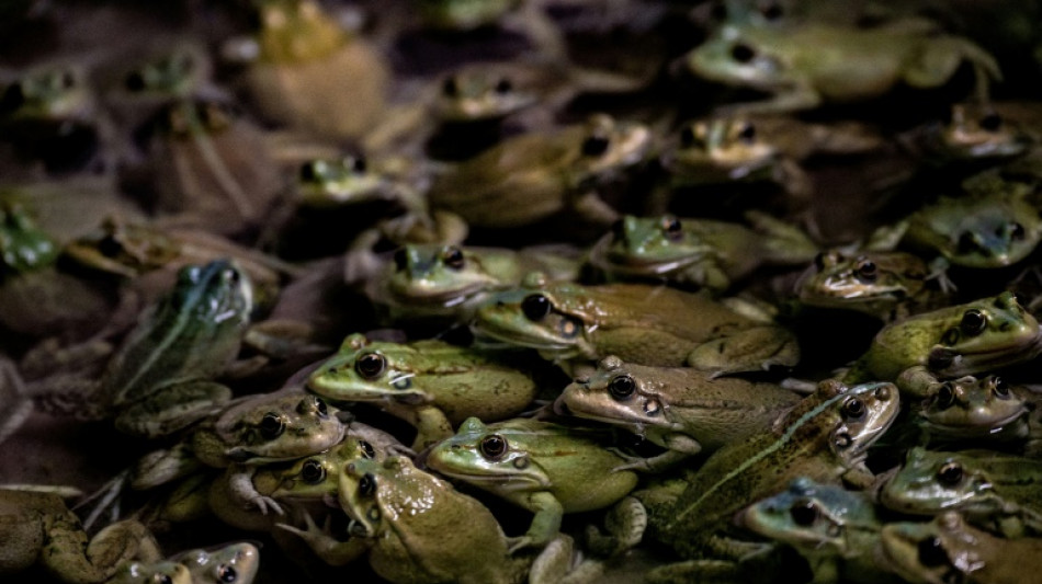 Feria francesa de degustación de ancas de rana provoca ira de ecologistas