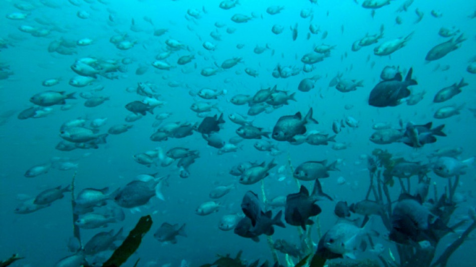 Chile quiere proteger aguas de altamar como santuario de biodiversidad único en el planeta