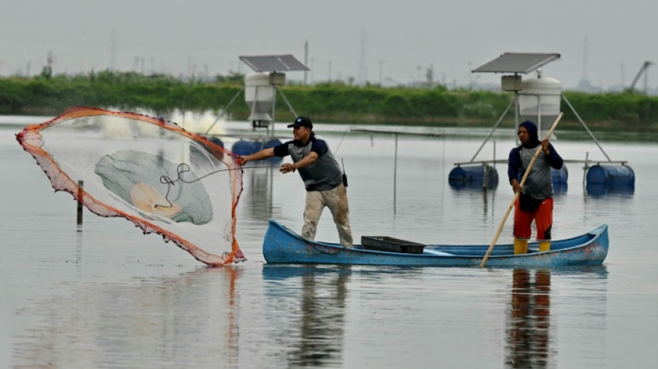 Heists at sea: Shrimp bandits terrorize Ecuador farmers