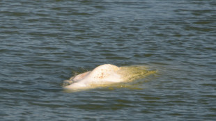 French experts ponder plan to transport whale back to sea