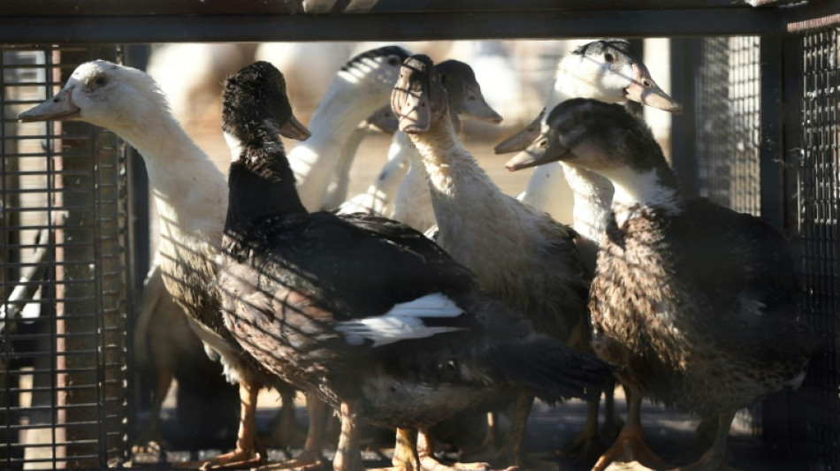 Grippe aviaire: la hausse des cas s'accélère dans le Sud-Ouest