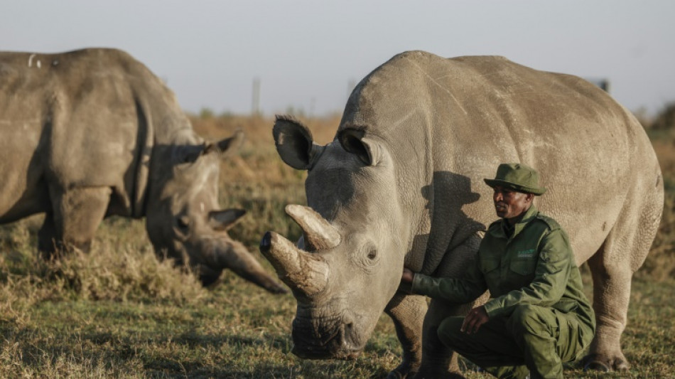 Two of a kind: Najin and Fatu, the last northern white rhinos