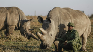 Two of a kind: Najin and Fatu, the last northern white rhinos