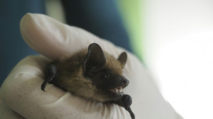 Dutch retiree helps solve mystery of strangely large bat penis