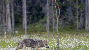 EU chief warns wolf packs 'real danger' in Europe