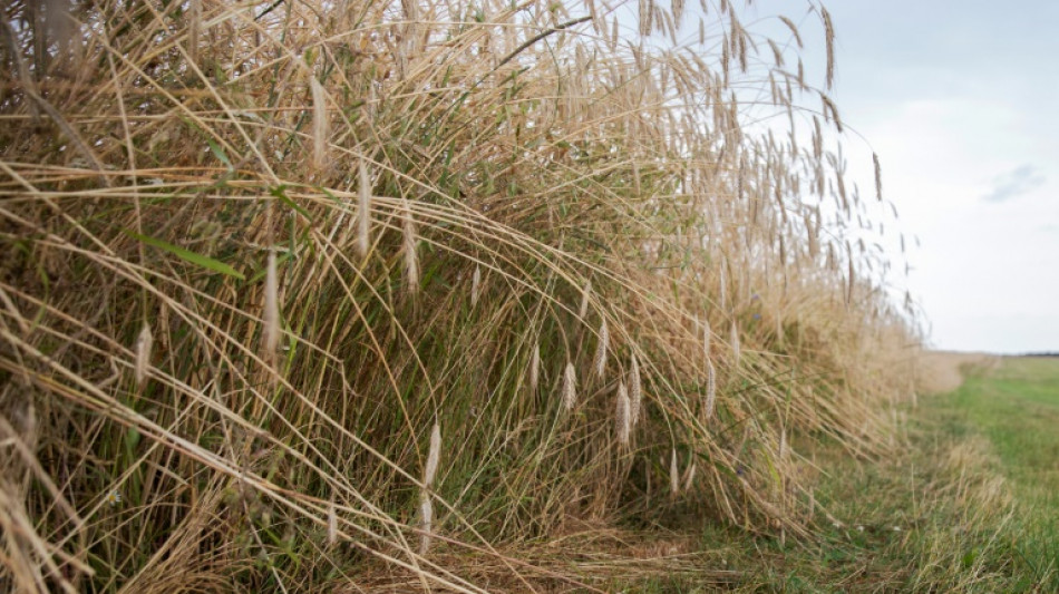 Deutschlands Bauern hoffen auf trockenes Wetter