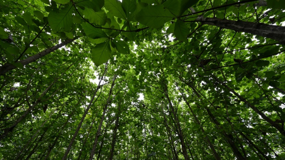 Nestle steps up reforestation project in Ivory Coast