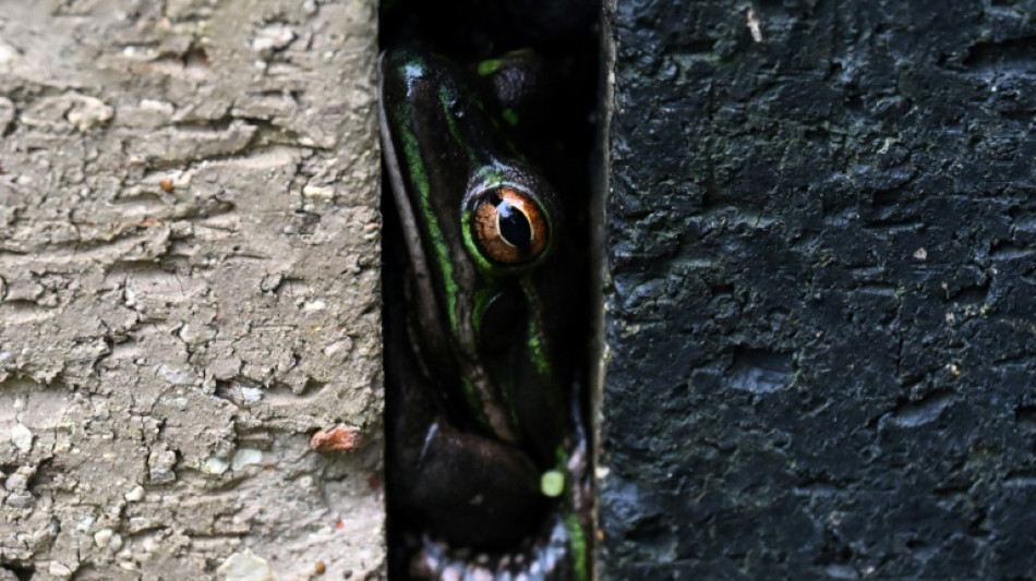 Australian sauna helps save frogs from flesh-eating fungus