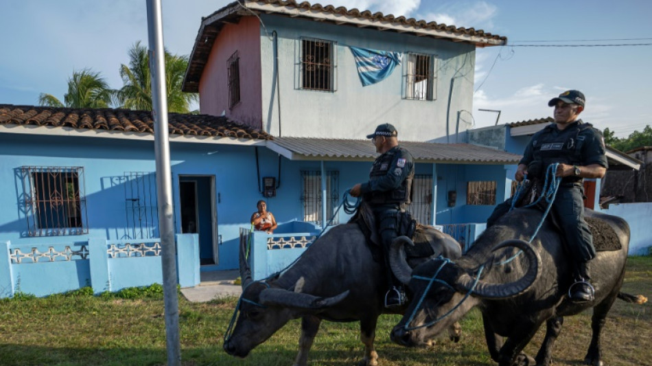 Búfalo-d'água, amo e senhor da ilha de Marajó