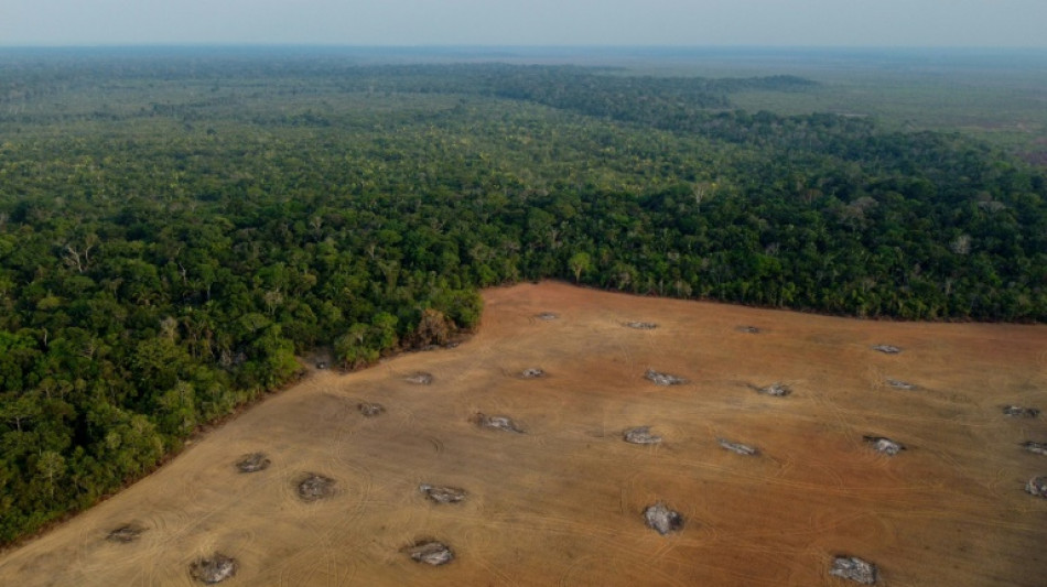 Deforestación en Amazonía brasileña cayó en último año, pero subió 60% bajo Bolsonaro