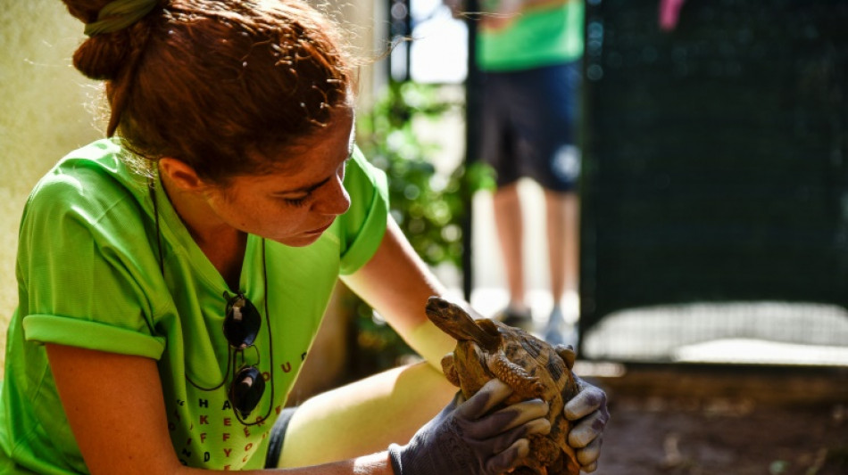 Injured tortoises make slow recovery from Greece fires