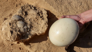 Scherz mit angeblichem Dinosaurierei ruft Behörden in Niedersachsen auf Plan