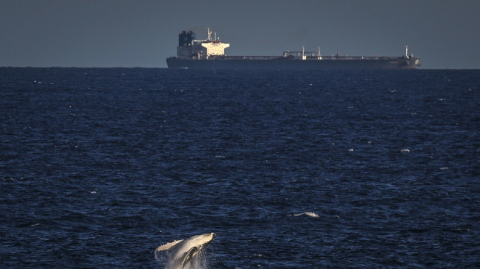 "Pensé que me había comido": un kayakista atrapado en las fauces de una ballena en Chile