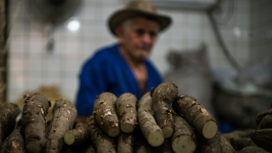 Una plaga desconocida diezma la yuca en Guayana Francesa y el norte de Brasil