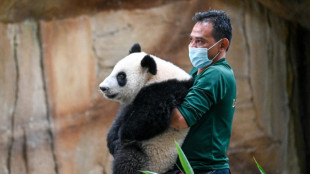 Les Malaisiens disent adieu à deux jeunes pandas rapatriés en Chine