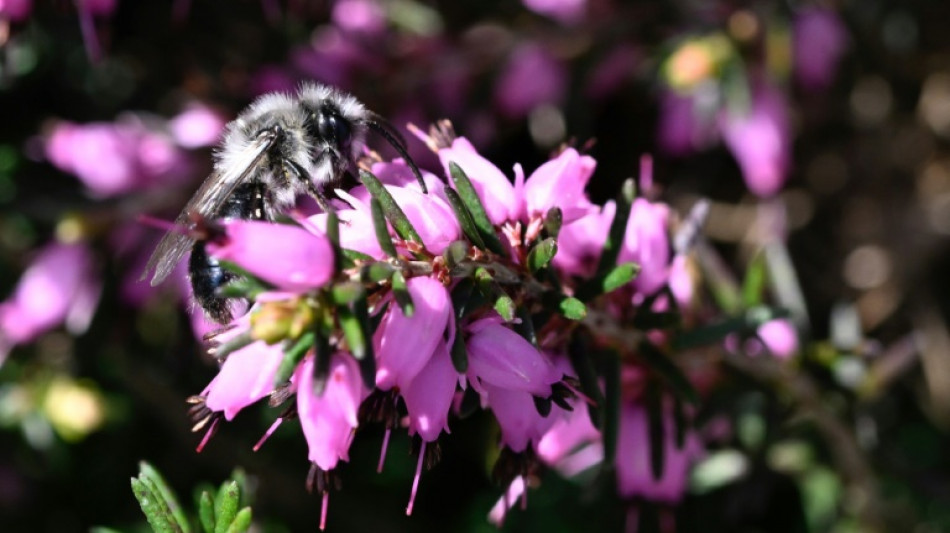 Las abejas son más resistentes al cambio climático que los abejorros