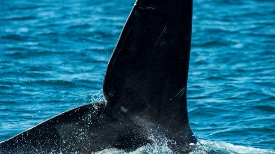 Los barcos de gran tamaño amenazan a las ballenas negras del Atlántico Norte, según estudio