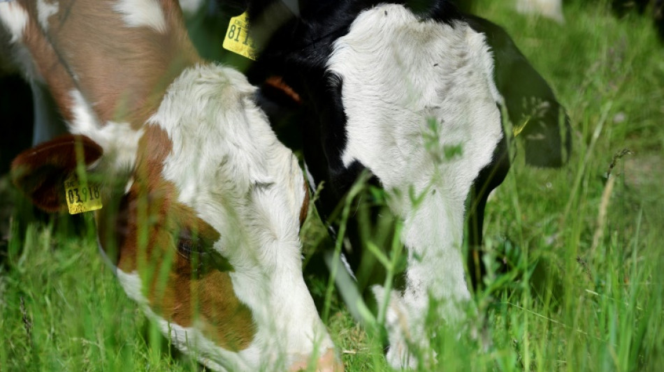 Umsatz mit gentechnikfreien Lebensmitteln im vergangenen Jahr deutlich gestiegen