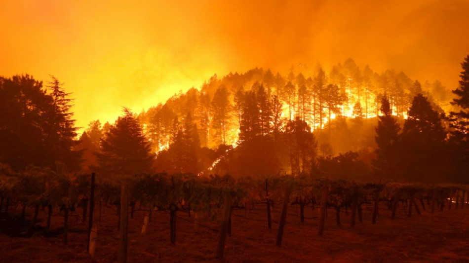 'Extreme' climate blamed for world's worst wine harvest in 62 years