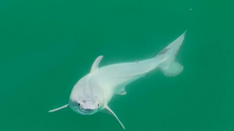 Possible 'first' sighting of newborn great white shark