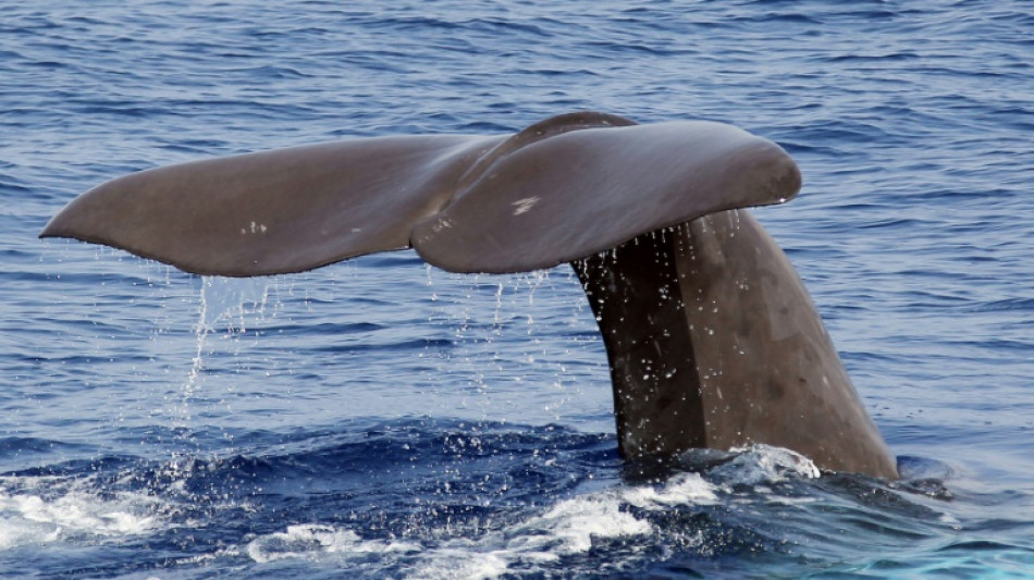 Dominica to create world's first sperm whale reserve