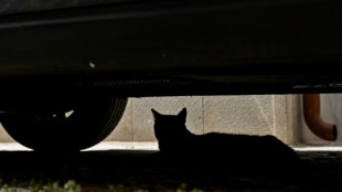 Feuerwehr befreit in Bayern feststeckende Katze aus Motorraum