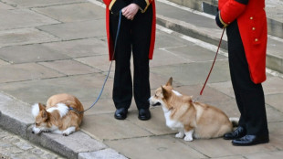 Corgis, pony play part as Queen Elizabeth laid to rest