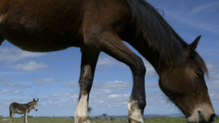 In Uruguay, an effort to save horses from foreign plates

