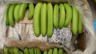 Dominican agents say record cocaine stash found among bananas