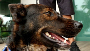 Após odisseia no mar, Bella comemora o Dia Mundial do Cão com seu 'segundo pai'