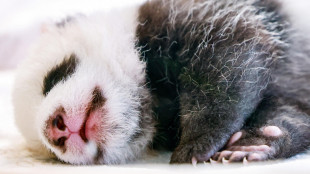 Cucciole di panda gemelle si presentano allo zoo di Berlino