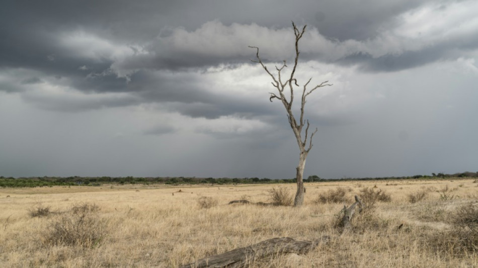 El Nino raises food security risk in southern Africa: FAO