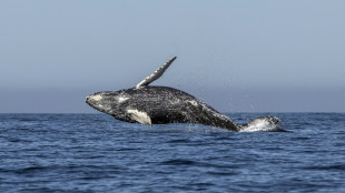 Heatwaves may be driving whale decline in Pacific: study