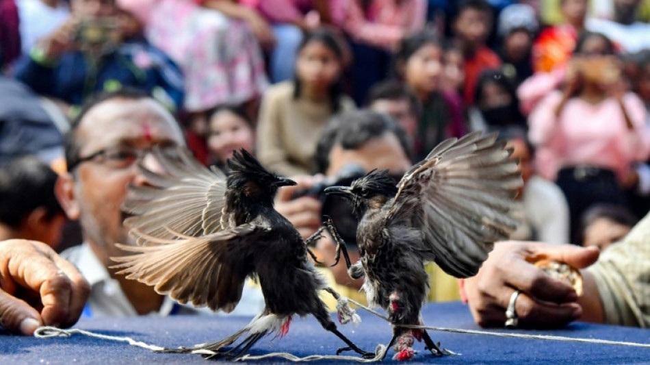 India autoriza las peleas de pájaros bulbules después de ocho años de prohibición