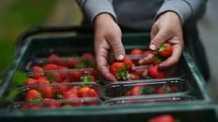 Umweltschützer warnen vor Pestizidbelastung von Erdbeeren