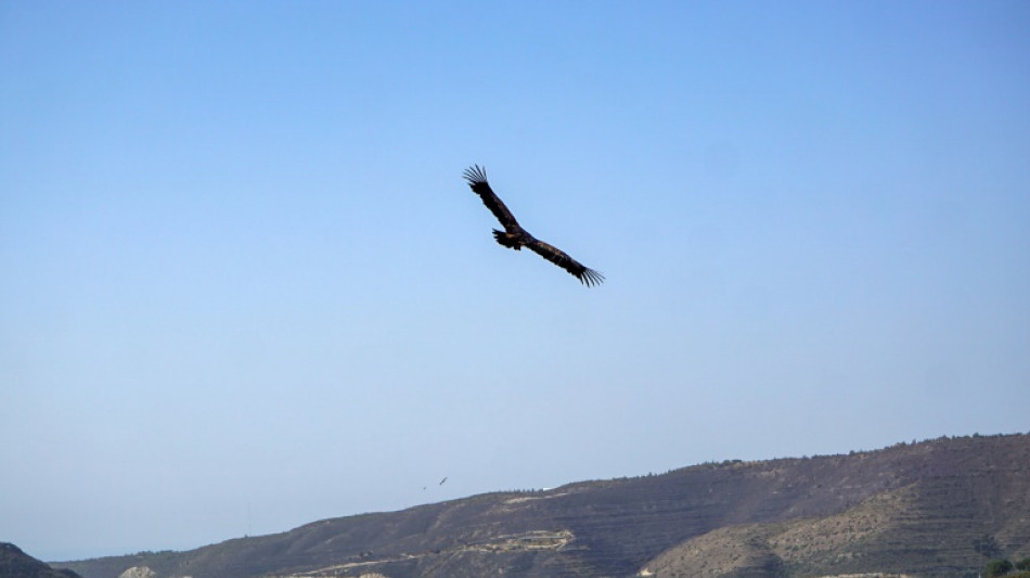 Cyprus issues first-ever fines for poisoning wild birds