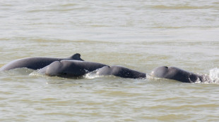 Camboya quiere crear zonas de protección para los delfines en el río Mekong