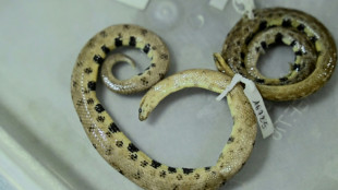 New dwarf boa found in Ecuadoran Amazon