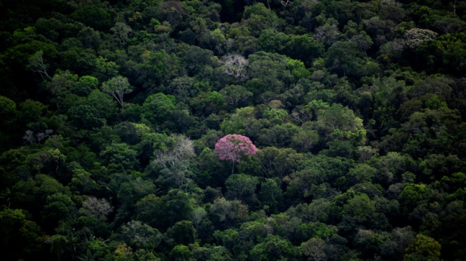 Brasilianischer Indigener im Amazonasgebiet stirbt nach 26 Jahren in Isolation