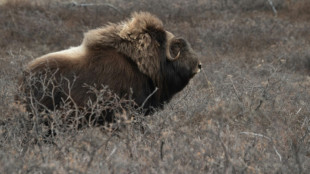 Réchauffement de l'Arctique: rennes et boeufs musqués aident à ralentir le déclin de la biodiversité