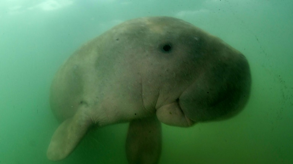 Sea cows threatened with extinction