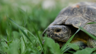 Grèce: brûlées ou blessées dans les incendies, des tortues se refont une santé