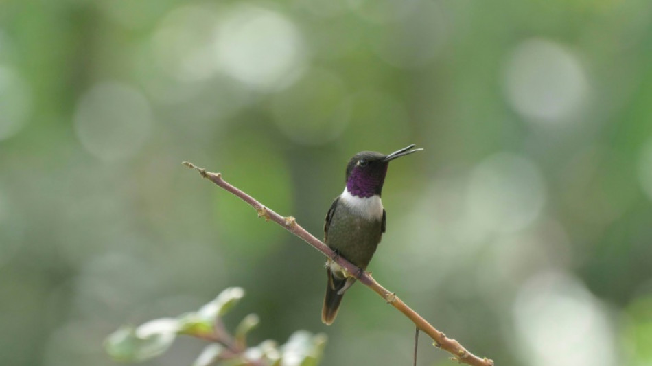 Escuchar el bosque para aprender el comportamiento de la fauna