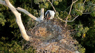 Brésil: un couple de cigognes sauvé des flammes du Pantanal