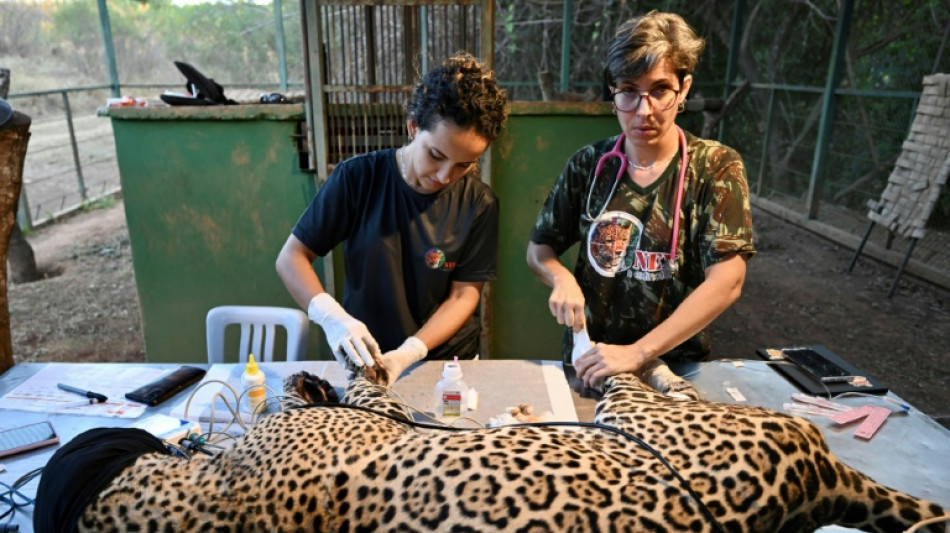 Um refúgio trabalha para curar onças feridas por incêndios no Brasil